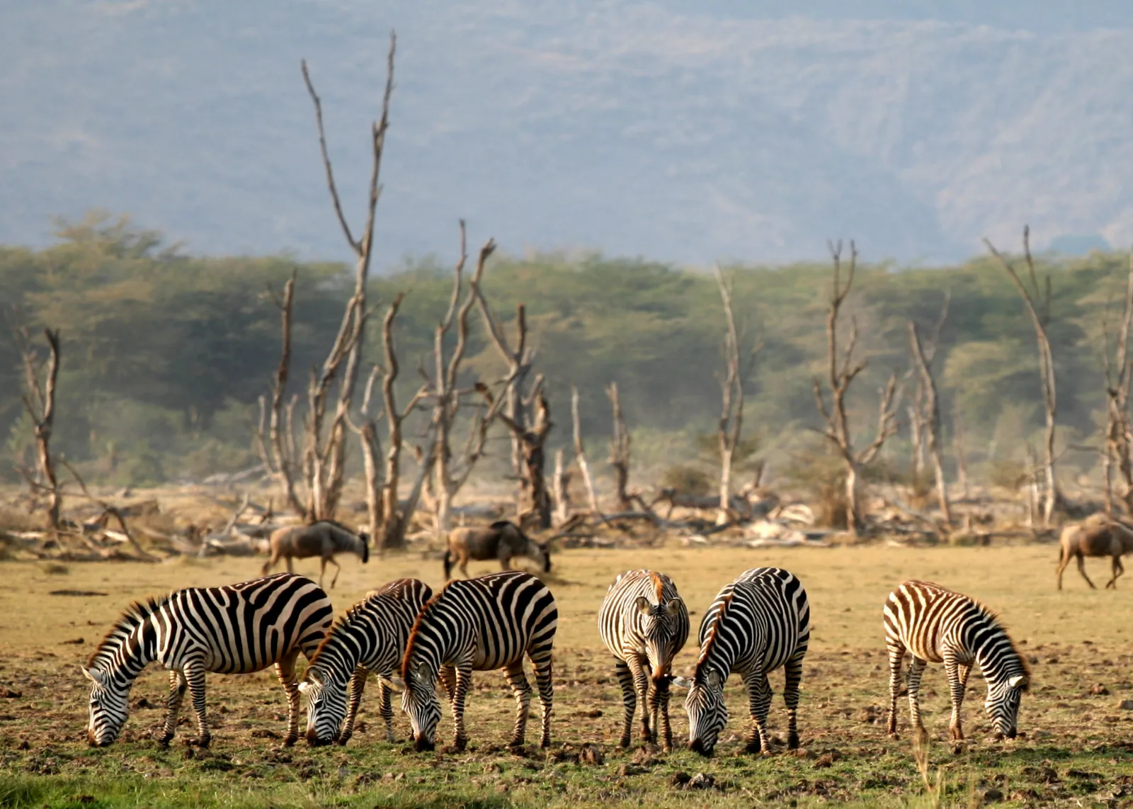 Explore Lake Manyara National Park – Unforgettable Day Safari gallery image