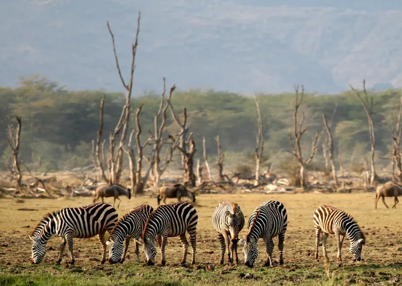 Explore Lake Manyara National Park  -  Unforgettable Day Safari gallery image