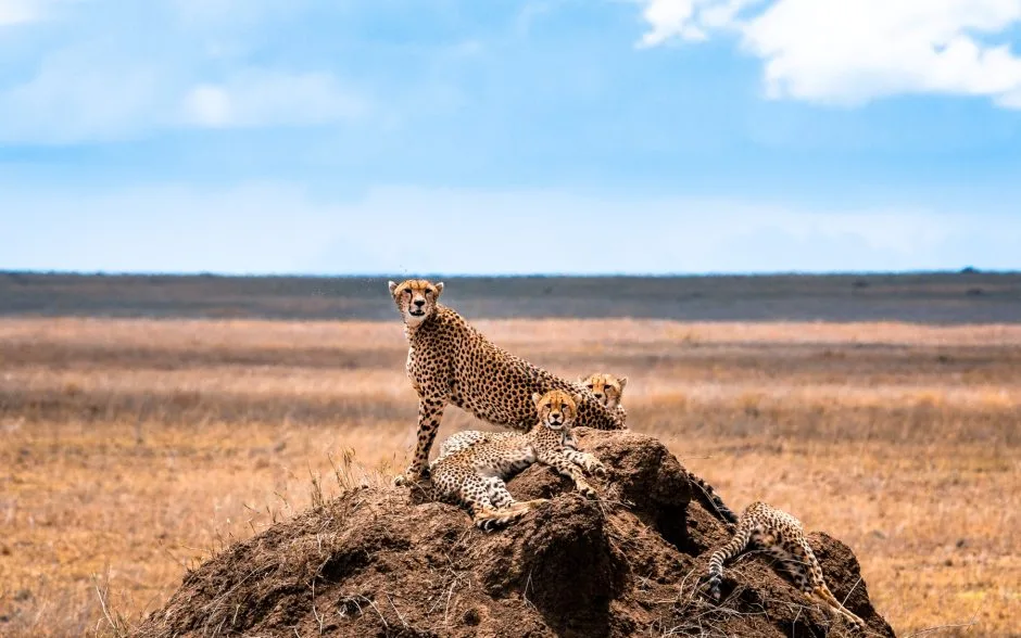 5-Day Serengeti & Ngorongoro Mid Range Tanzania Safari gallery image