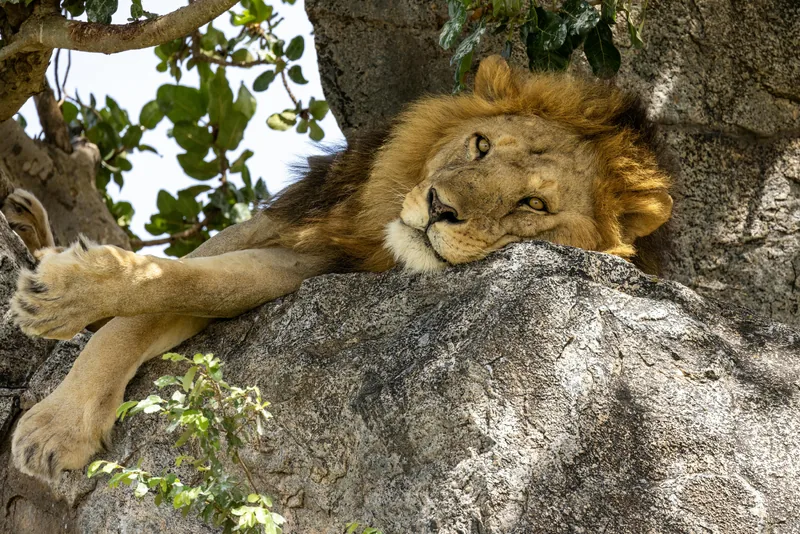 3 Days Historical Bagamoyo and Saadani NP Beach Safari Tour