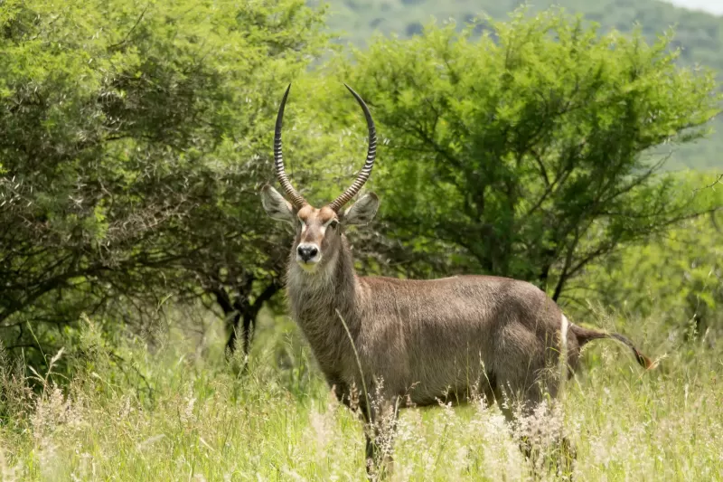 3 Days Boat Safari & Game Drive in Saadani National Park gallery image