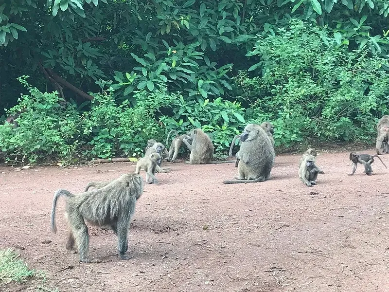 3-Day Explore Tarangire Ngorongoro &Manyara Group Join - Tanzania safari gallery image