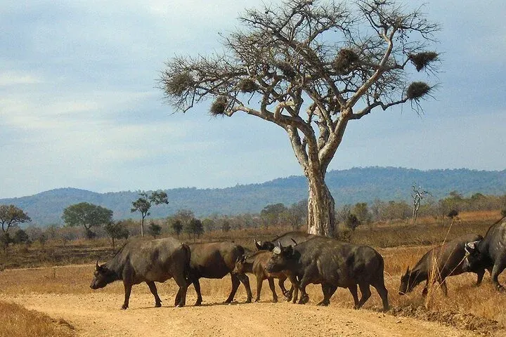 Affordable 1-Day Zanzibar to Mikumi Fly-In Shared Game Drive Safari  -  Tanzania gallery image