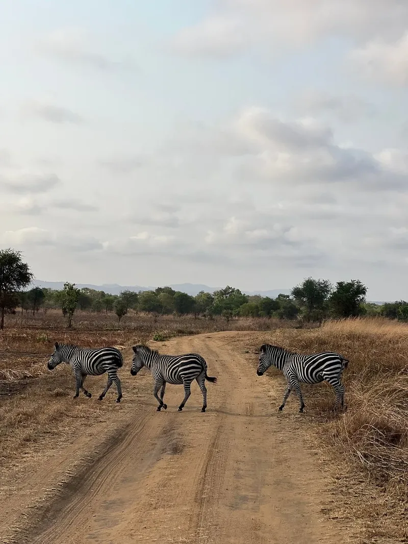 Affordable 1-Day Zanzibar to Mikumi Fly-In Shared Game Drive Safari  -  Tanzania gallery image