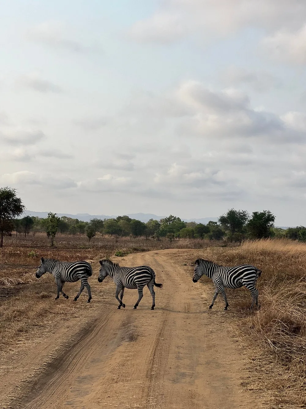 8-Day Nyerere, Mikumi & Ruaha, Fly-out to Zanzibar - Tanzania safari gallery image