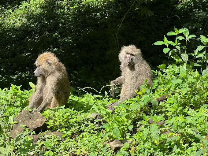 1-Day Trip to Safari to Arusha National Park from Moshi/Arusha gallery image