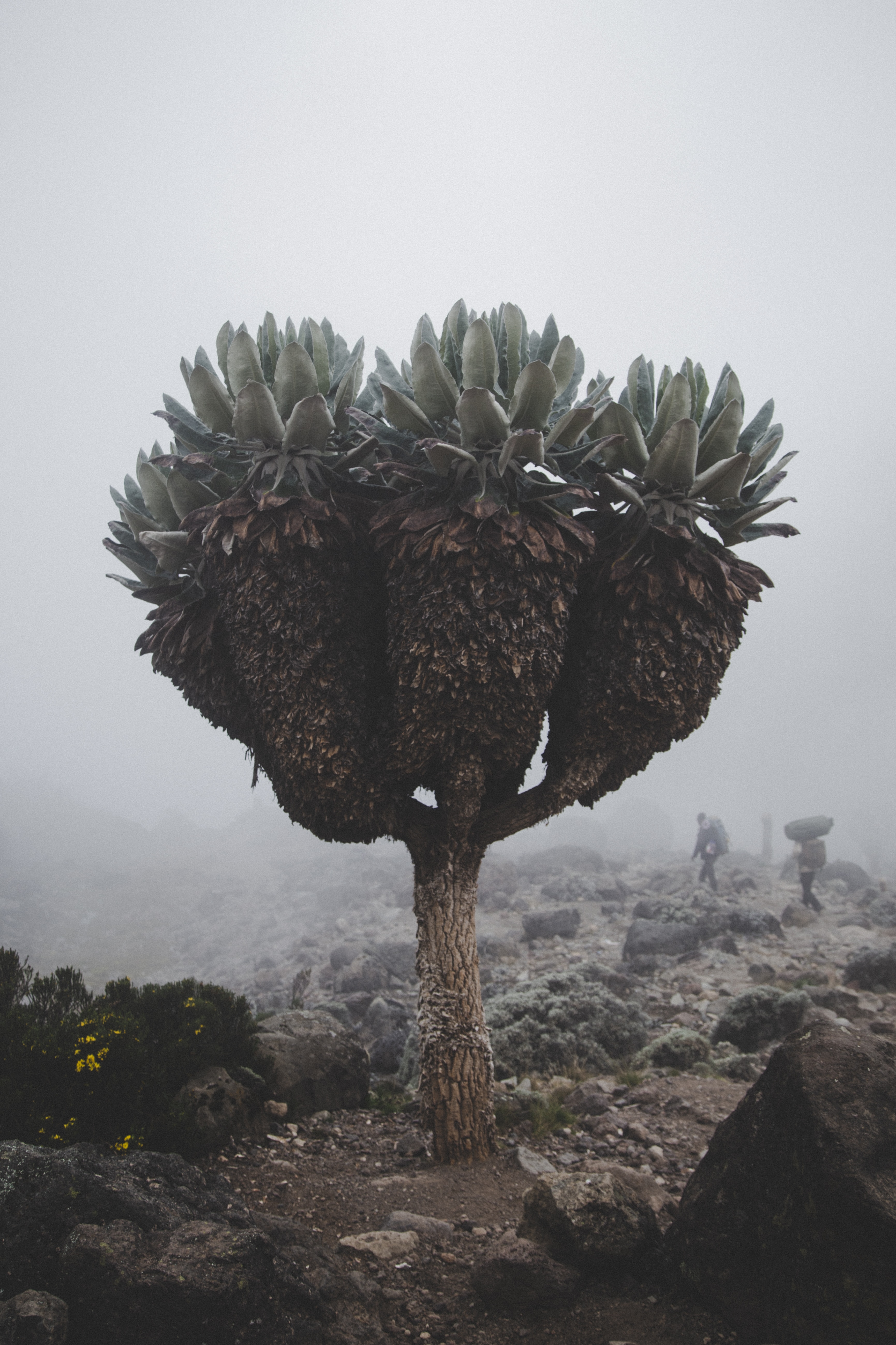 5-Day Mt Kilimanjaro Hiking via Marangu Route - Kilimanjaro gallery image