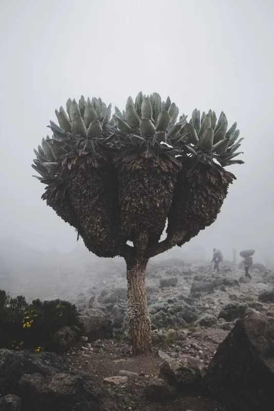 5-Day Mt Kilimanjaro Hiking via Marangu Route - Kilimanjaro gallery image