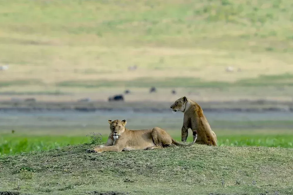 3-Day Landcruiser Masai Mara Joining Group Tour - Kenya tours hero photo