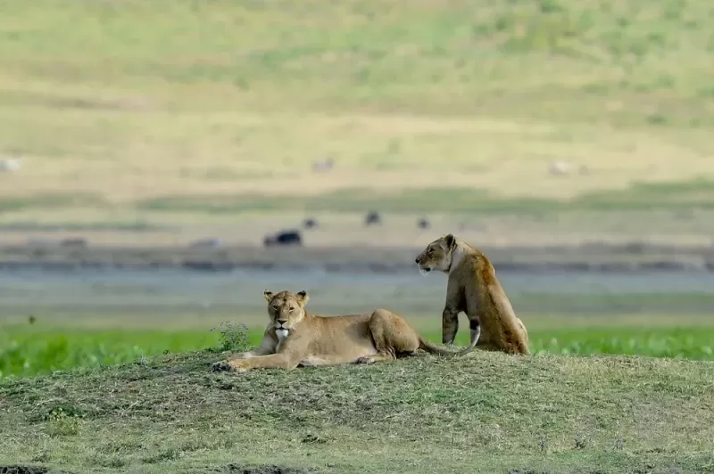 3-Day Landcruiser Masai Mara Joining Group Tour - Kenya tours