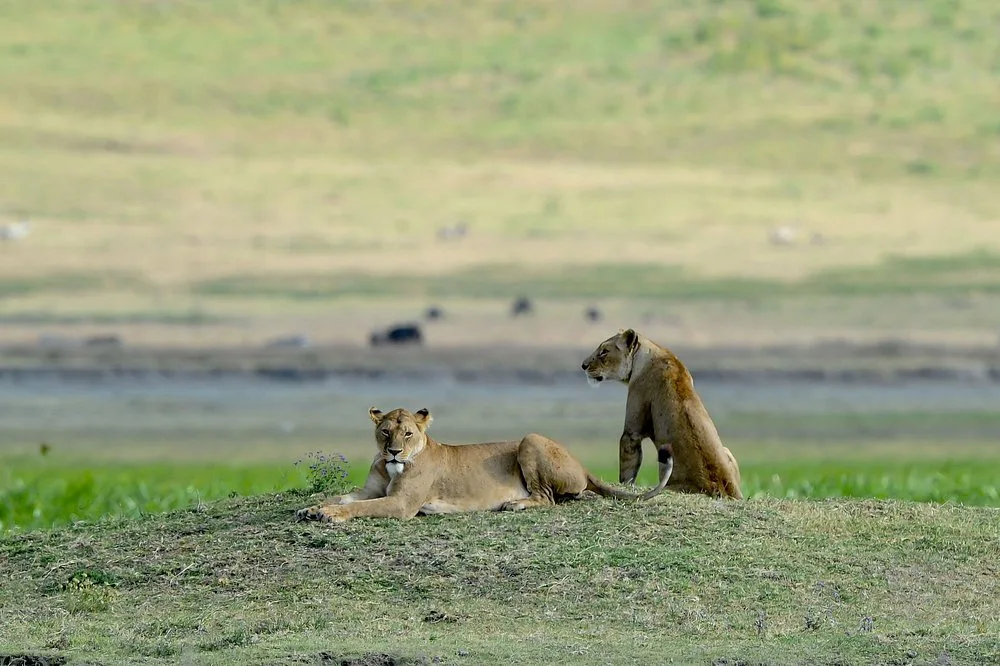 Immersing yourself in 4-Day Join Group Serengeti & Ngorongoro Crater Tour gallery image