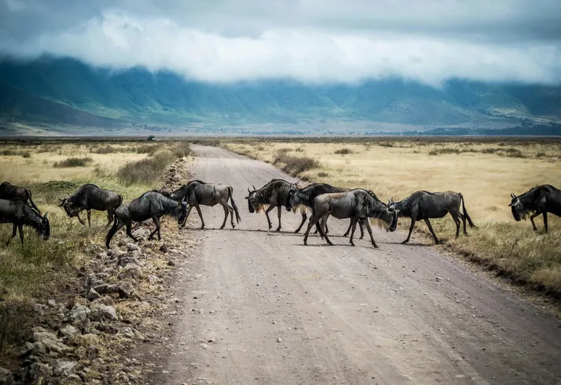 5-Day Serengeti & Ngorongoro Mid Range Tanzania Safari