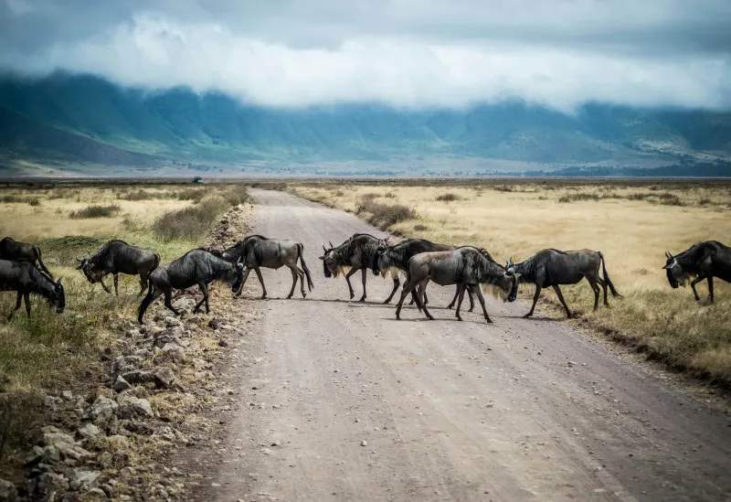 6-Day The Best of Northern - Tanzania Safari gallery image