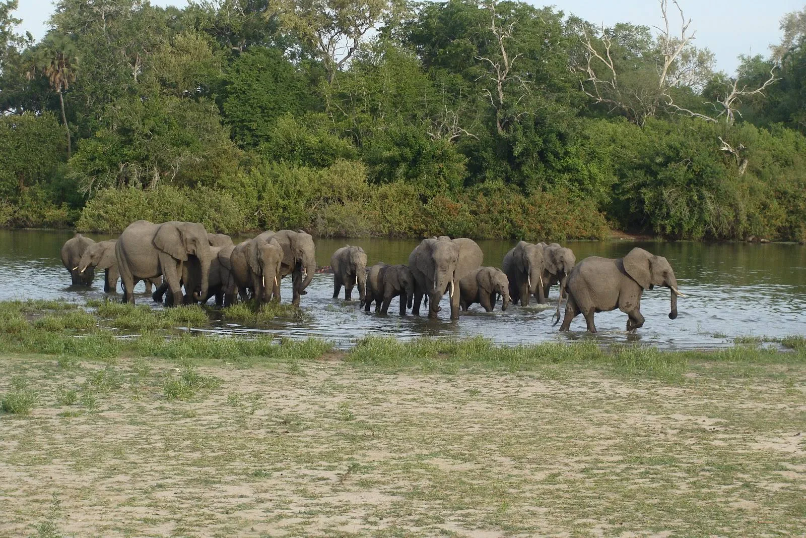 1-Day Trip Nyerere National Park from Dar Es Salaam - Tanzania safari gallery image