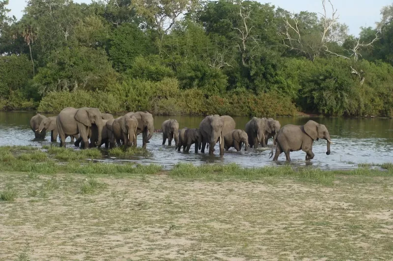 1-Day Trip Nyerere National Park from Dar Es Salaam - Tanzania safari gallery image