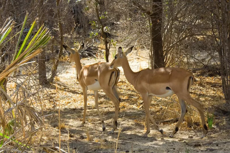 4 Days Saadani NP & Nyerere NP by Jeep from Bagamoyo gallery image
