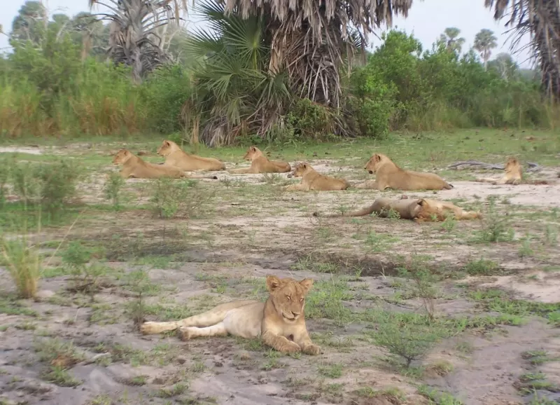 1-Day Trip Nyerere National Park from Dar Es Salaam - Tanzania safari