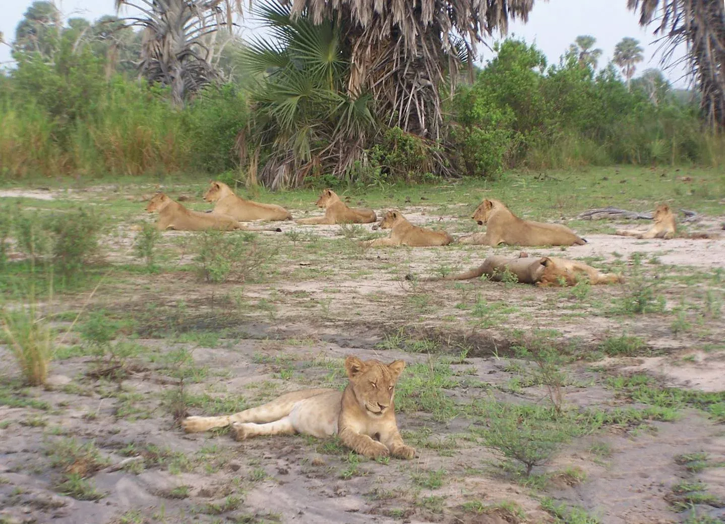 8-Day Nyerere, Mikumi & Ruaha, Fly-out to Zanzibar - Tanzania safari hero photo