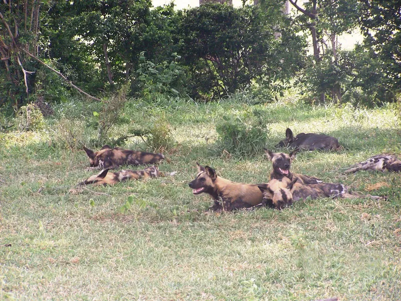 8-Day Nyerere, Mikumi & Ruaha, Fly-out to Zanzibar - Tanzania safari
