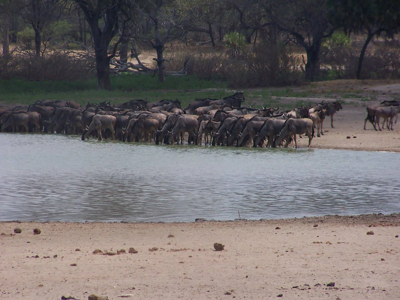 1-Day Trip Nyerere National Park from Dar Es Salaam - Tanzania safari gallery image