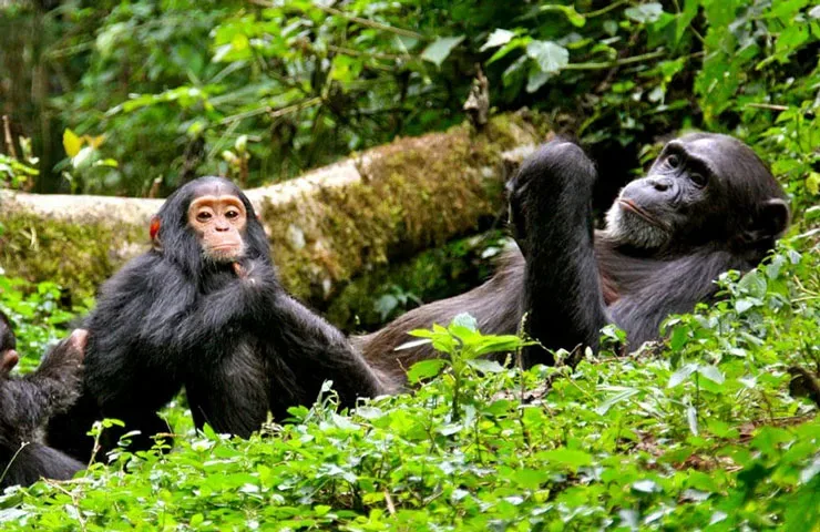 15-Day Tanzania safari tour Grand Combo Including Mkomazi & Rubondo
