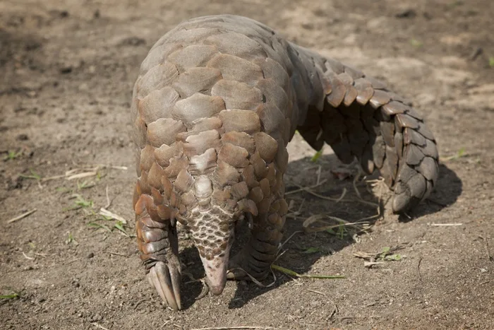 9-Day Ultimate Zambian Safari gallery image