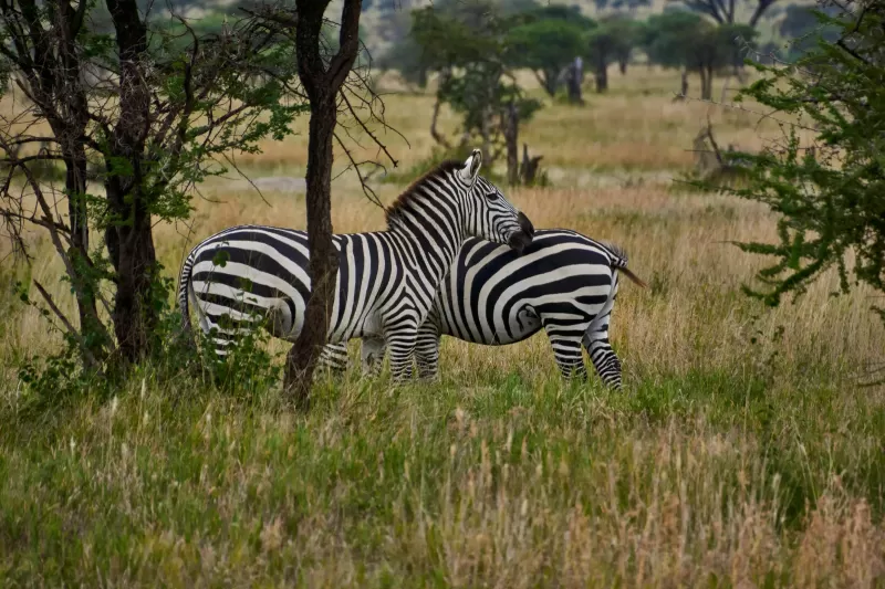 2 Days Amazing Trip to Ngorongoro Crater & L Eyasi