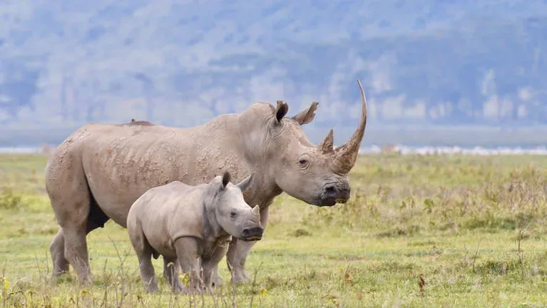 2-Day Amazing Tanzania Safari Private