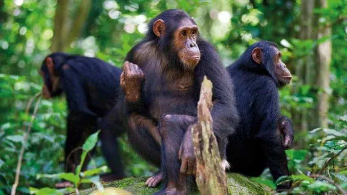 7-Day Uganda & Rwanda Private Primate World - Rwanda safari hero photo