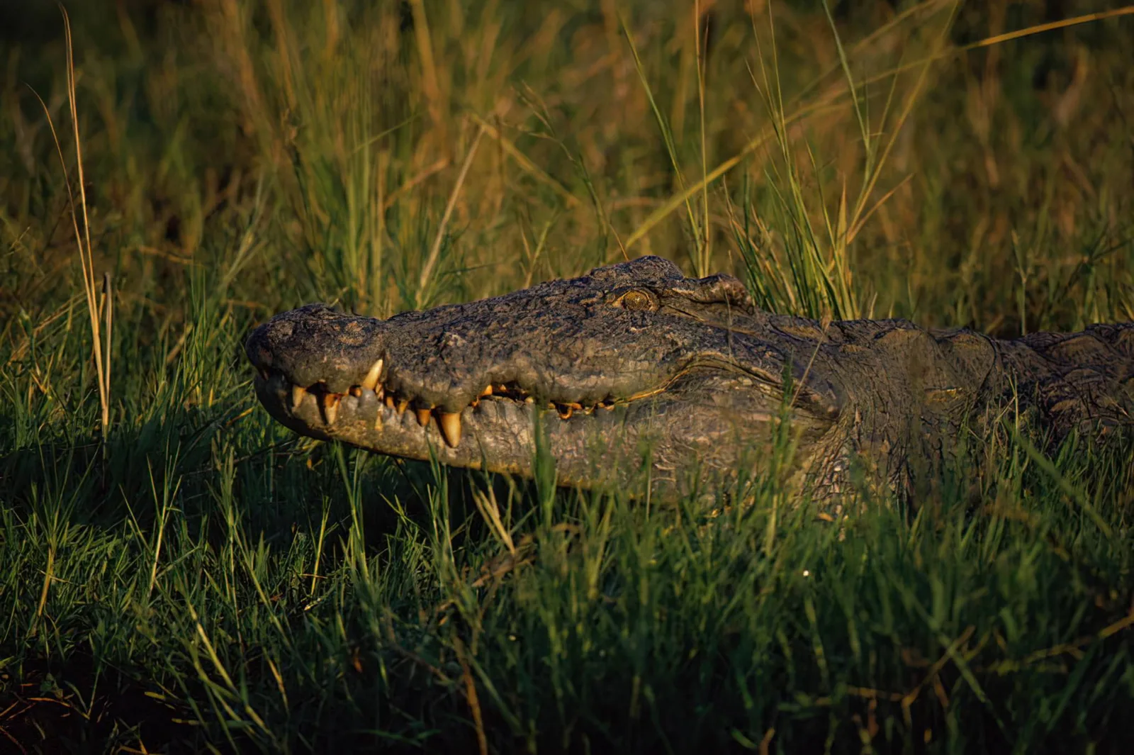 1-Day Aberdare National Park Tour - Kenya safaris gallery image