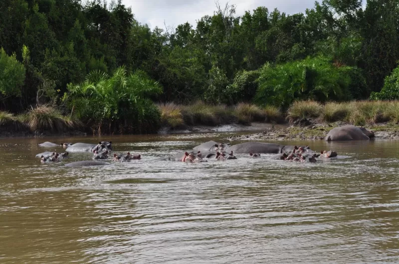 1 Day Saadani Safari National Park Trip gallery image