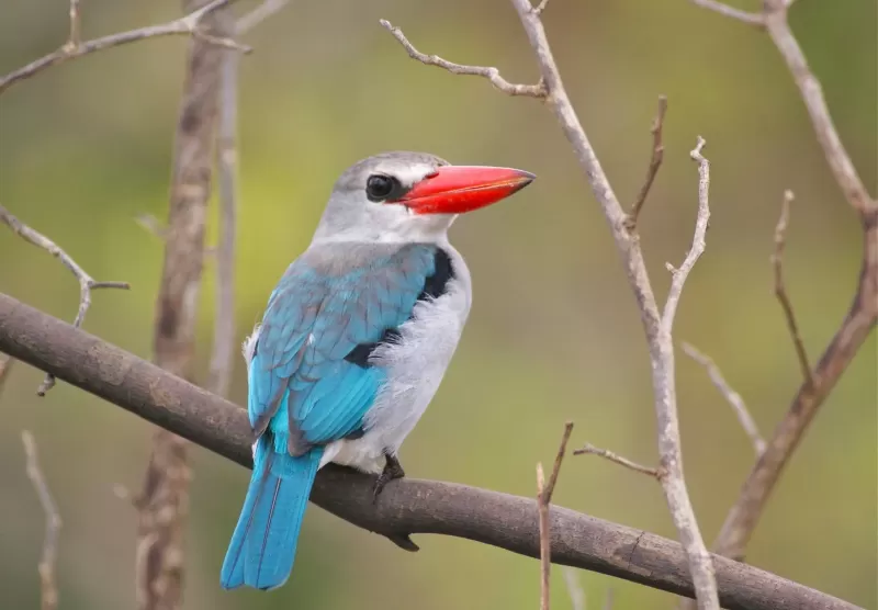 2 Days Saadani Wildlife Safari by the Ocean gallery image
