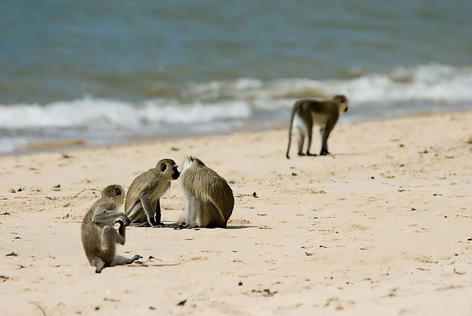 2 Days Saadani National Park from Dar Es Salaam gallery image