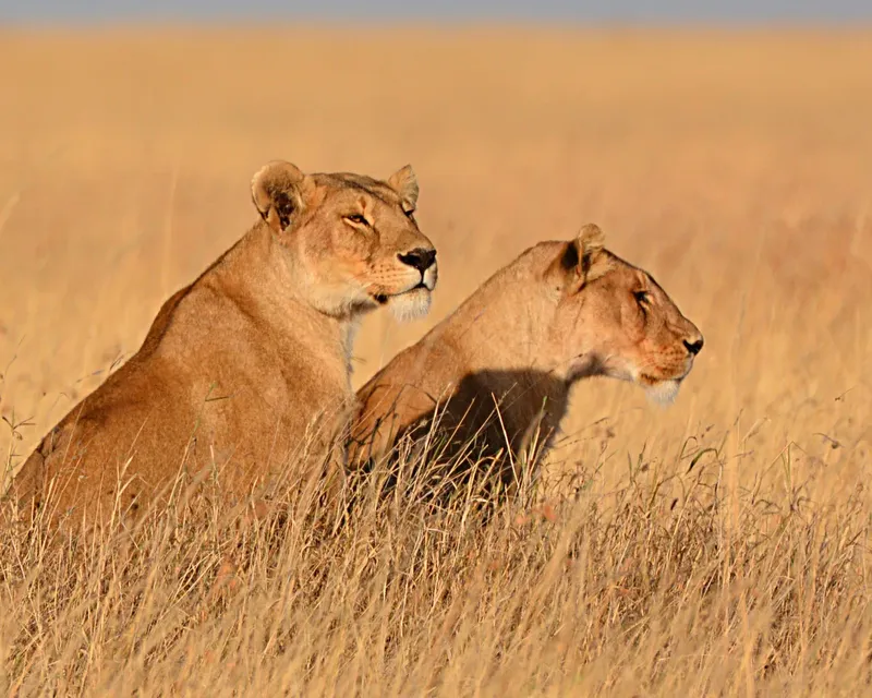 From Maasai Mara to Serengeti 10-Day Shared Kenya  -  Tanzania Safari Through Africa's Greatest Parks gallery image