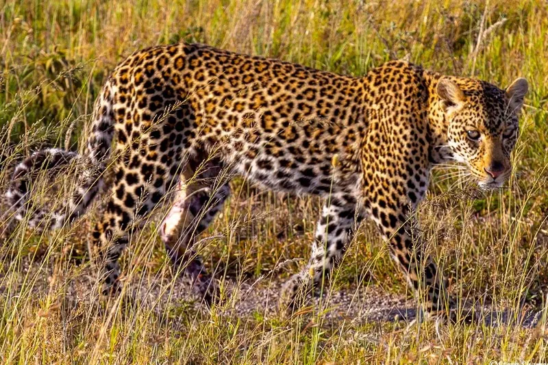 3-Day Serengeti and Ngorongoro Crater Safari Tour in Tanzania