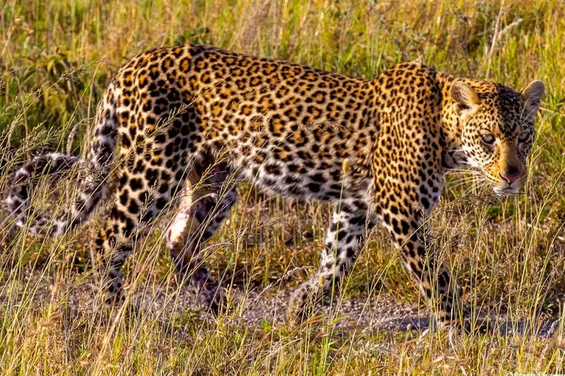 13-Day Unforgettable Tanzania Safari & Zanzibar Great Migration Journey