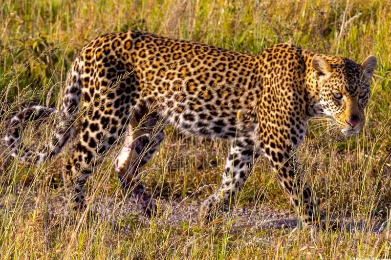 Immerse yourself in 4-Day Budget Safari Tarangire, Serengeti and Ngorongoro Crater Tour gallery image