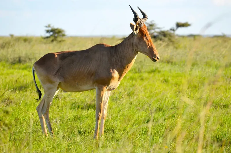 5-Day Mid-Range Safari, Tarangire, Ngorongoro, Serengeti - Tanzania safari