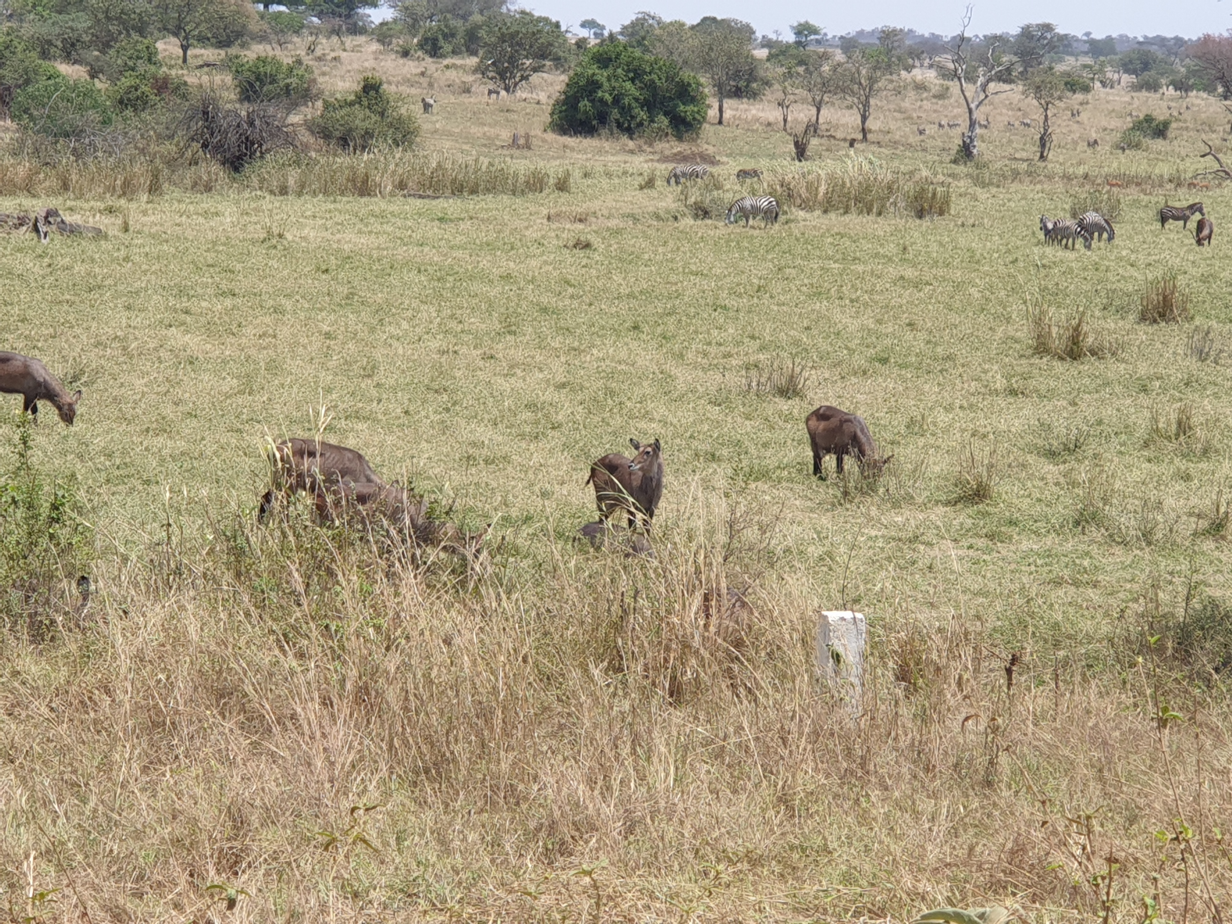 8-Day Kenya Safari Masai Mara Nakuru Naivasha Amboseli - Kenya safaris gallery image