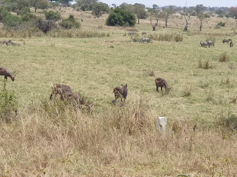 8-Day Kenya Safari Masai Mara Nakuru Naivasha Amboseli - Kenya safaris gallery image