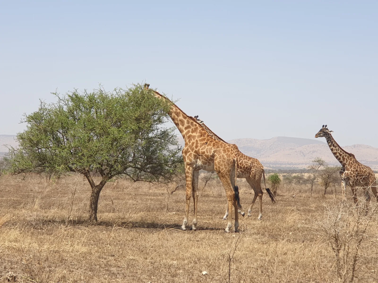 6-Days  Moremi to Chobe Expedition gallery image