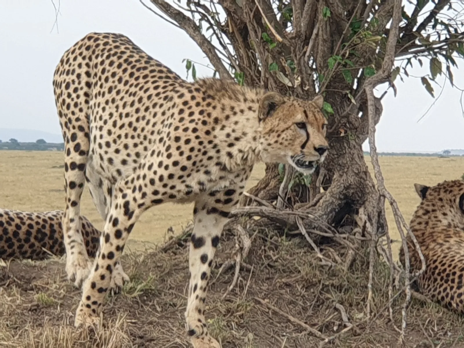 8 Days  Victoria Falls to the Okavango Delta Tour gallery image