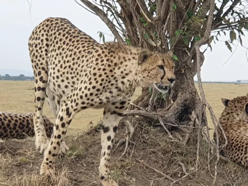 8-Day Premium Budget Victoria Falls to Okavango Delta gallery image