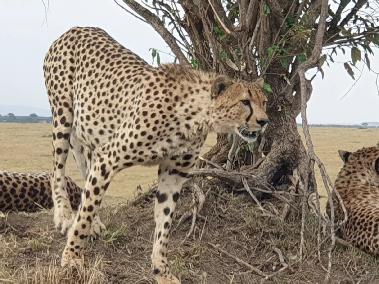 8-Days  Luxury Victoria Falls Zimbabwe & Safari Botswana hero photo