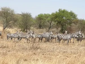 8-Days  Victoria Falls to Okavango Delta Camping Safari gallery image
