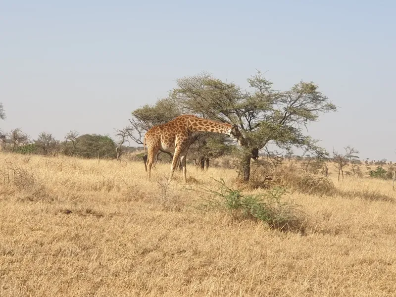 2-Day Mikumi Great Experience - Tanzania safari gallery image