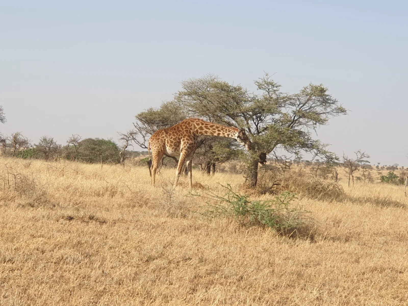 6-Days  Your Unforgettable Botswana Tour gallery image