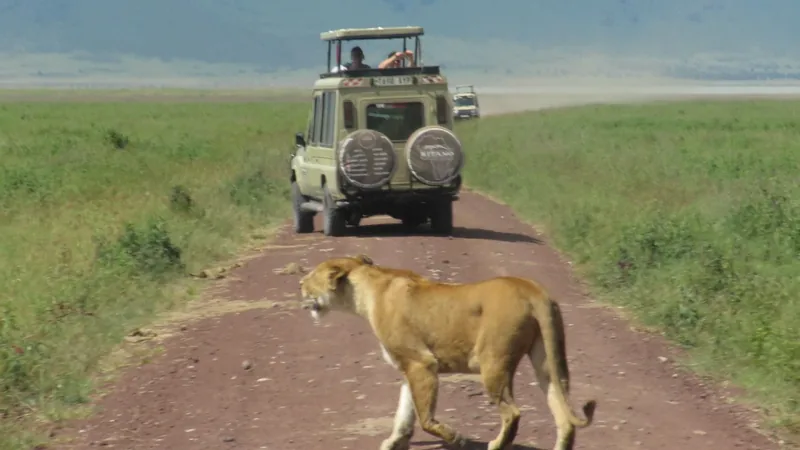 Attractive 3-Days Tanzania Luxury Safari (Tarangire & Ngorongoro) - Tanzania safari