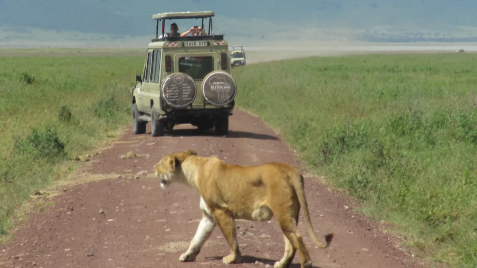 ½-Day Port Elizabeth: Schotia Safari Tour (4x4)