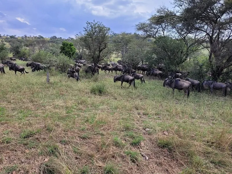 2-Day Fly from Zanzibar to Tarangire & Ngorongoro